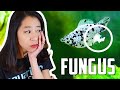 How to Fight Fungus on Aquarium Fish