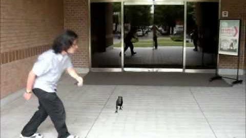 NTU VFX 2011 Assignment #3 MatchMove 051