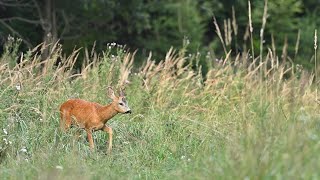 Calling Roe Buck with Buttolo - privabeny srnec-deer call Peter Hozza