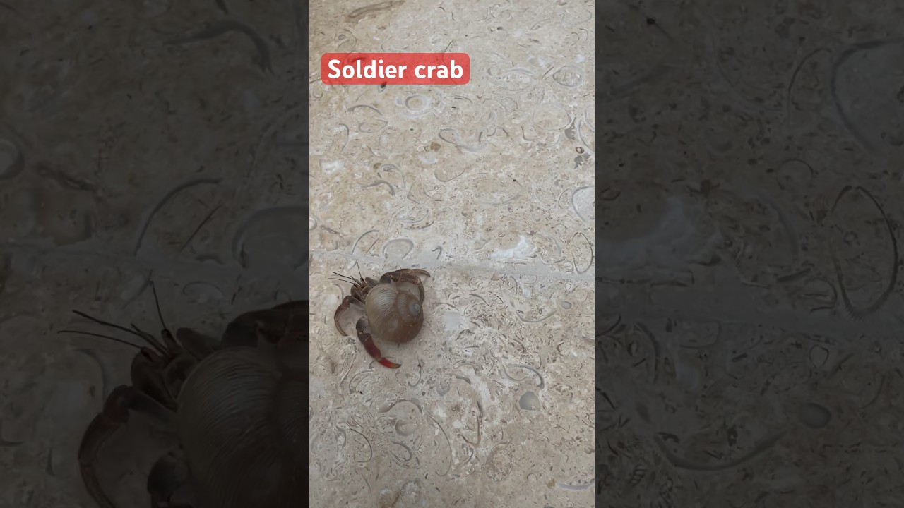 Soldier crab # short