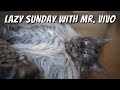 Sunday with Mr. ViVo | The daily life of a Maine Coon cat.