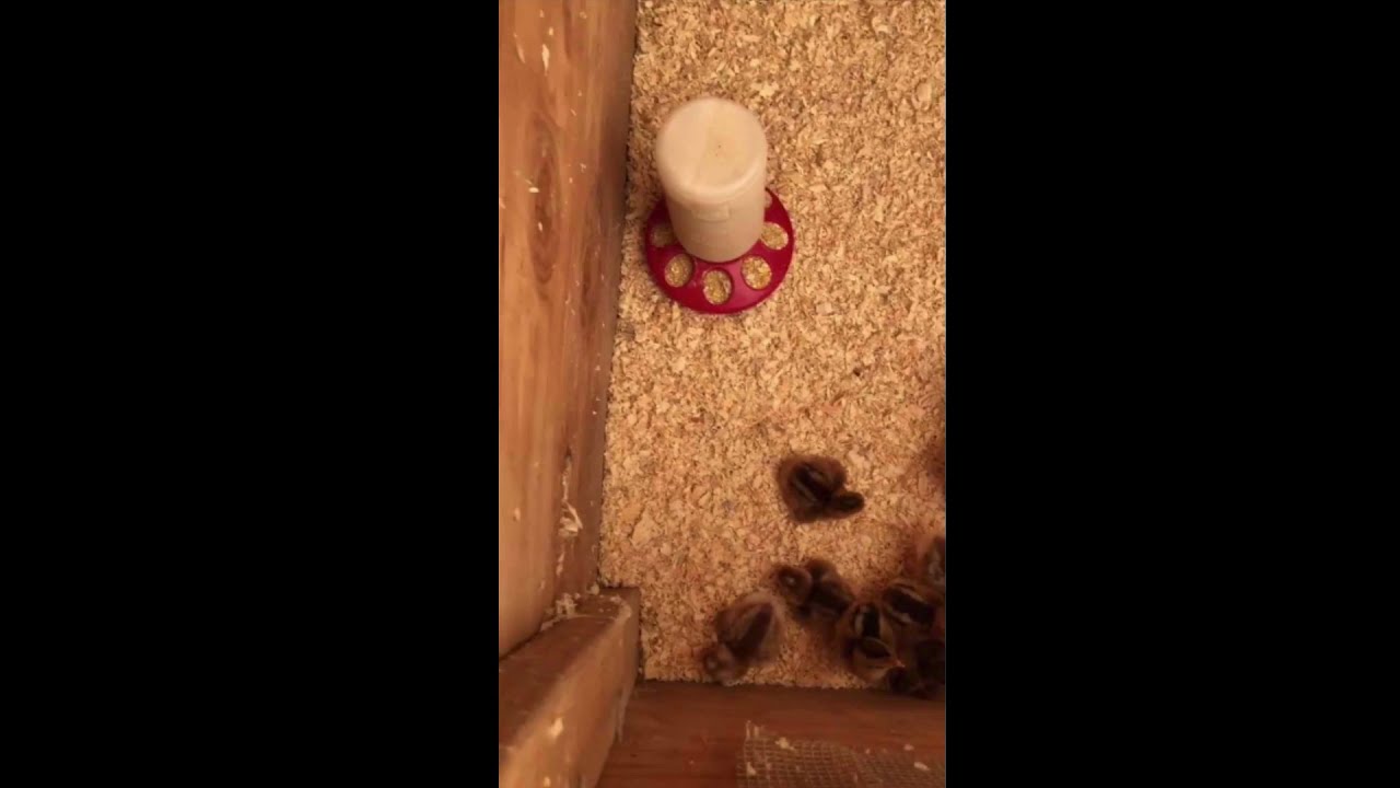 Alchemist Farm & Garden - Hatching Day