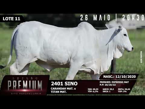 LOTE 11 SINO 2401