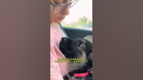 小汪警没通过考核被领养走，在送往新家的路上一直看着训导员，眼神充满了不舍，希望收养它的主人好好善待它萌宠出道计划