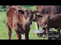 Fenceline Feeding System - FULL VIDEO TOUR