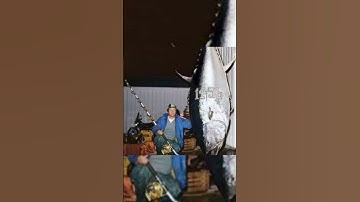 Biggest Fish been Caught:Blue Fin Tuna #foryou #shorts #short #blue #tuna