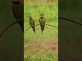 Bee Eater Nesting
