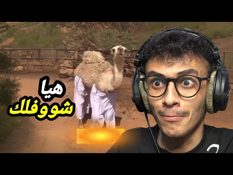 تيك توك ضحك نسخة العرب
