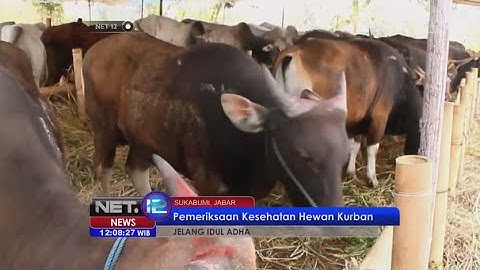 Dinas pertanian pangan Sukabumi periksa kesehatan hewan kurban - NET12