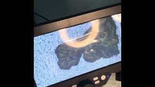 Putting ￼gold and Garnets under a microscope ￼