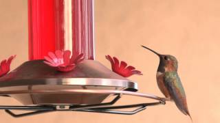 Hummingbird at the Feeder 2