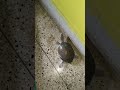 Small turtle 🐢 #viralvideo#ytshorts#shorts#viralshorts#status#funny#comedy#funnyvideo#animal#youtube