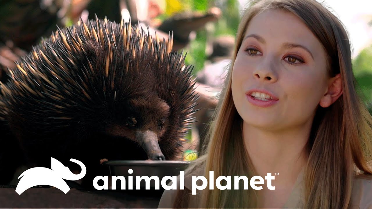 Equidna recebe seu banho semanal para controlar alergias | A Família Irwin | Animal Planet Brasil