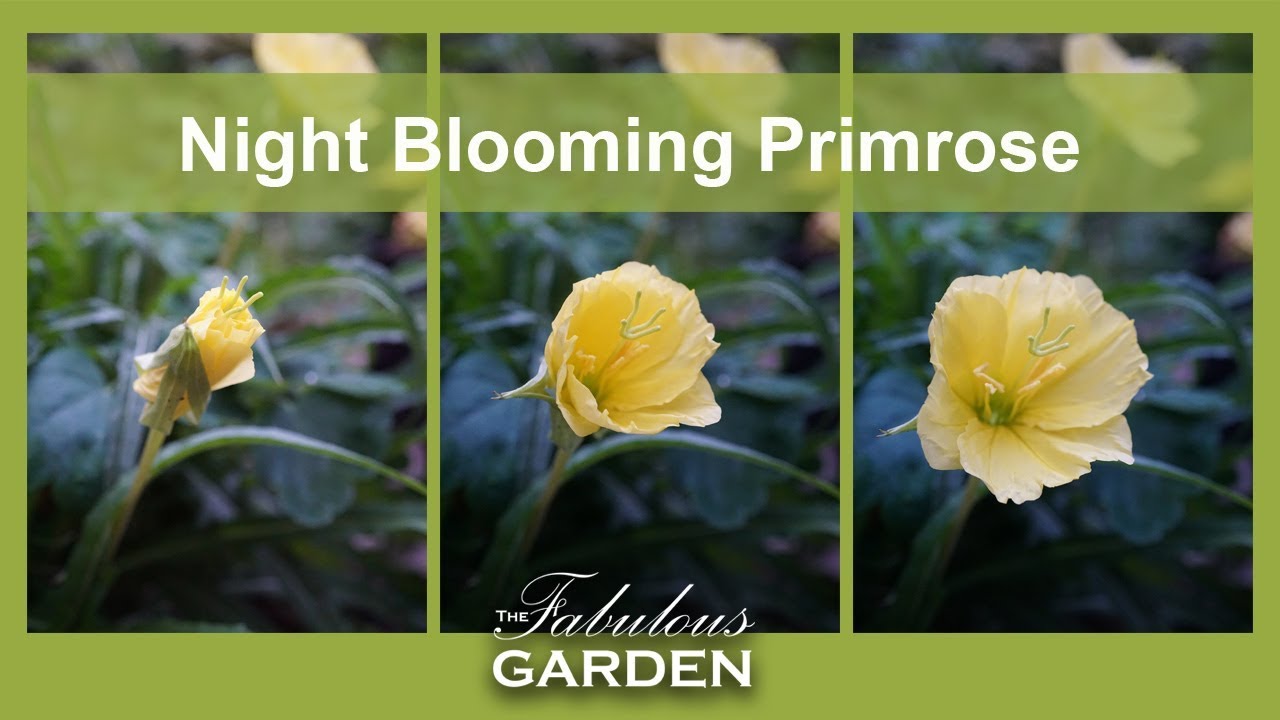 Plant Profile Night Blooming Primrose The Fabulous Garden,How Long Should My Curtains Be For 10 Foot Ceilings