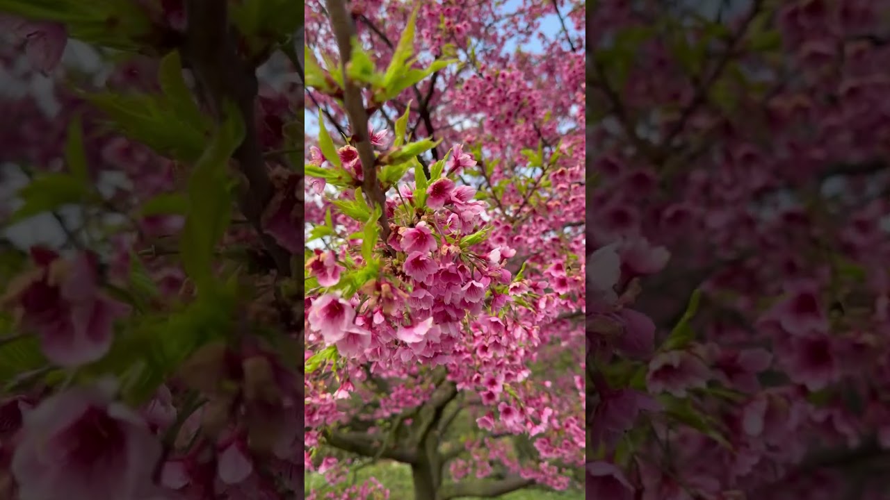 Sakura season is here in Taiwan! #taiwan #sakura #櫻花 縮圖