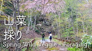 Wild Mountain Vegetable Foraging | Foraging in Hokkaido