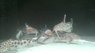 Synodontis Multipunctatus In Stock