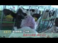 喜遇石山精靈【大陸尋奇】EP2136 精采預告20260719 中視每週日晚間六點