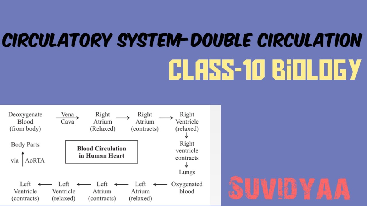 Double Circulation In Easy Way class 10th Biology YouTube