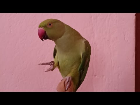 How to train your parrot to speak 🗣️ /very easy way / #indianringneck #subscribe #trending