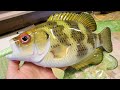 Making a Rock Bass Lure | World Record Size