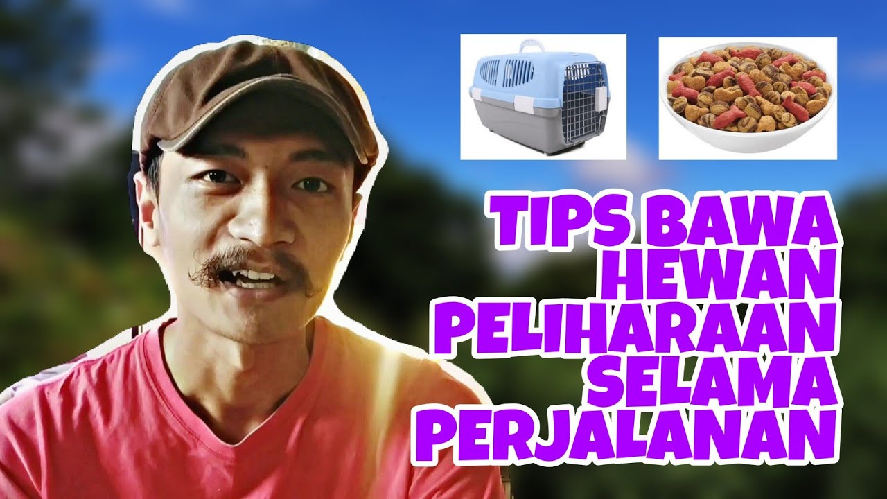 TIPS BAWA HEWAN  PELIHARAAN SELAMA PERJALANAN APA  AJA  