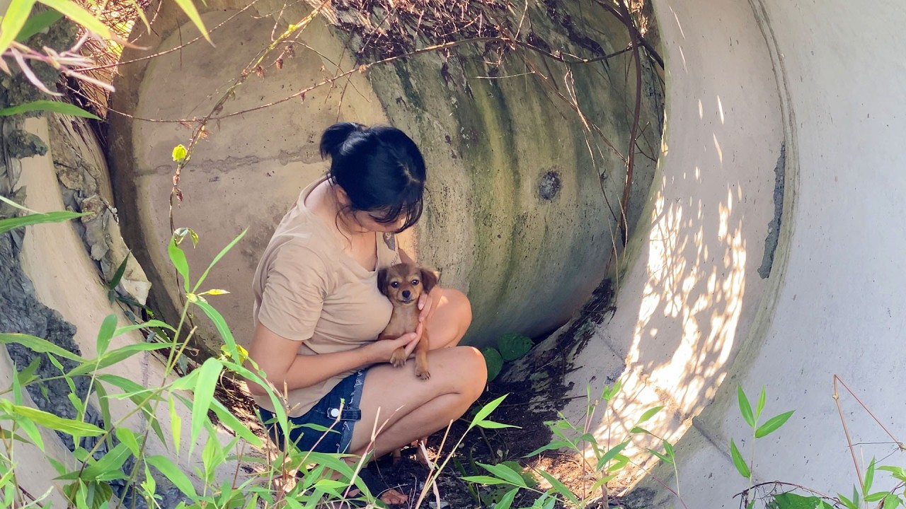 From Darkness to Light: Rescuing a Dog in a Pipe🐾 ️ - YouTube
