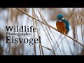 Wildlife Photography: Eisvögel fotografieren + Biber Kamerafalle | Sebastian Riedl