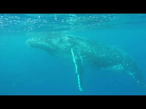 Video: Svømning Med Pukkelhval Og Et Kamera I Tonga [vid] - Matador Network