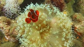 Clownfish, Guardians of the Anemones!