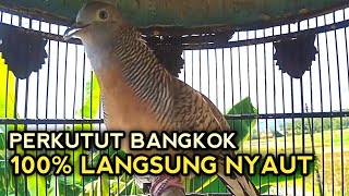 Perkutut bangkok gacor suaranya top memancing lawan bunyi terbukti ampuh 