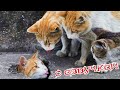 Приколы с котами с озвучкой! СМЕШНЫЕ КОТЫ! Самые смешные животные! #приколыскотами