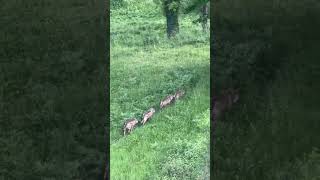 vučija obitelj #wildlife #wolf #wolfattack #graywolf #nature #animals #wolfoo