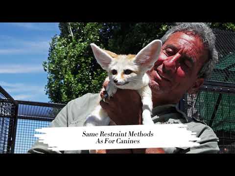 VPD 3932: Behaviour and Handling Methods of Fennec Fox