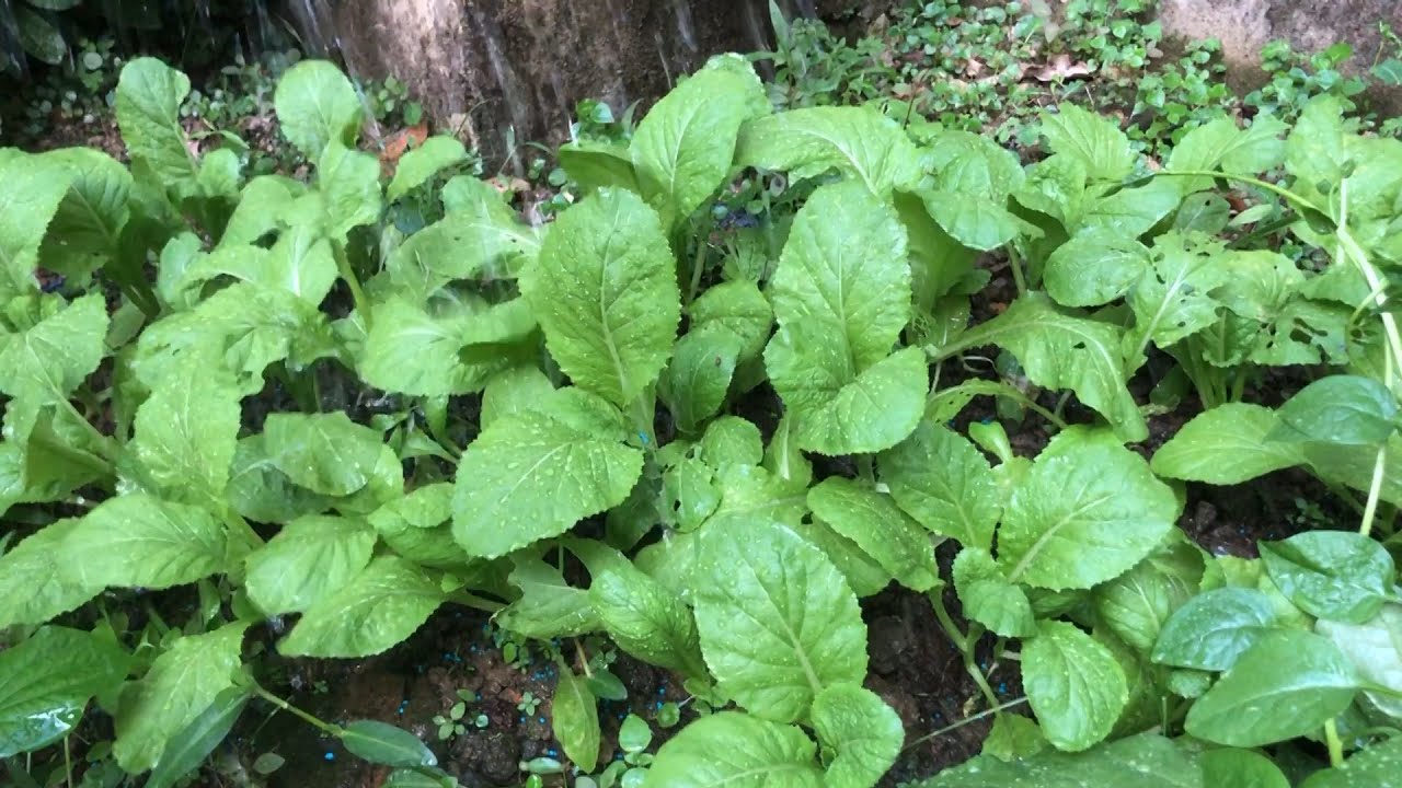 Growing vegetables in the front yard improves the quality of clean green meals | TEP GARDEN&COOKING