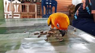 Download Lagu HEBAT SUNGGUH CARA BURUNG INI BUKA KULIT KUACI MP3