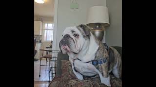 Judah sitting on one of his thrones #bulldog #cute #dog #voiceover #boss#throne