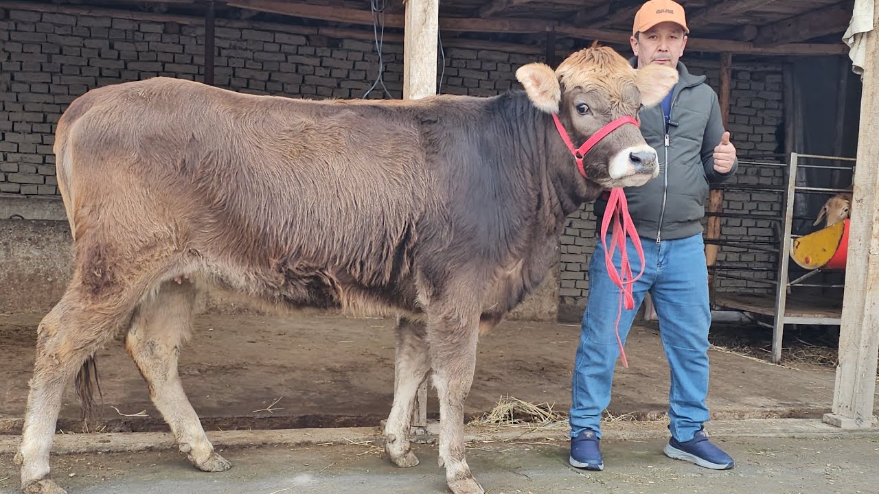 GERMAN SHVEST SMENTAL GIBRID BO‘G‘OZLAR 🔥 ARZONCHI LUTFULLO AKADA🔥