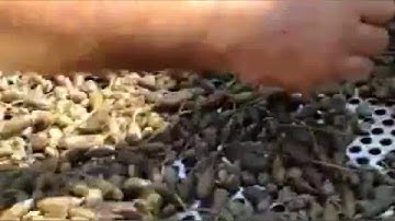 Green coffee bean 4 layers vibrating sieve