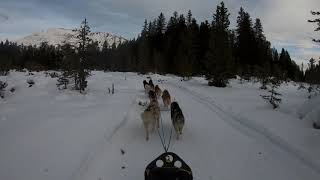 Dogsledding through beautiful mountain area | Sledwork | Husky Power Tirol | Gopro Hero 7 Full HD