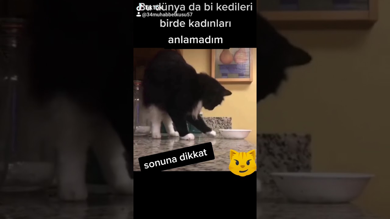 ah şu kediler YouTube