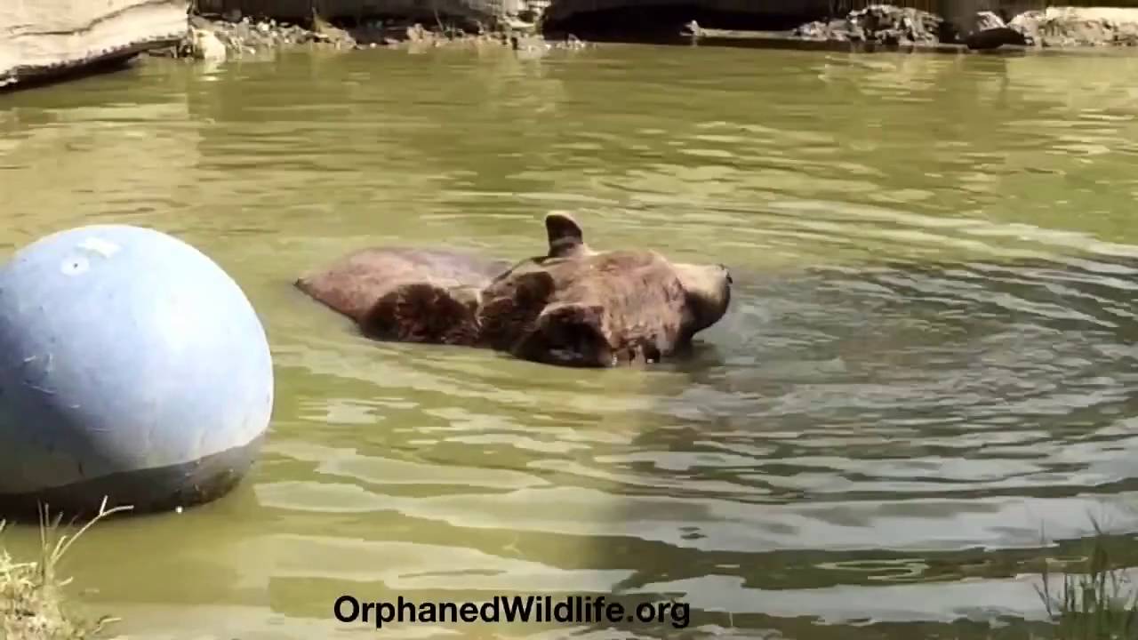 profit and loss statement 