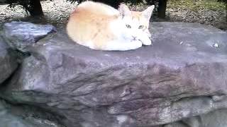 チャー20140801 5