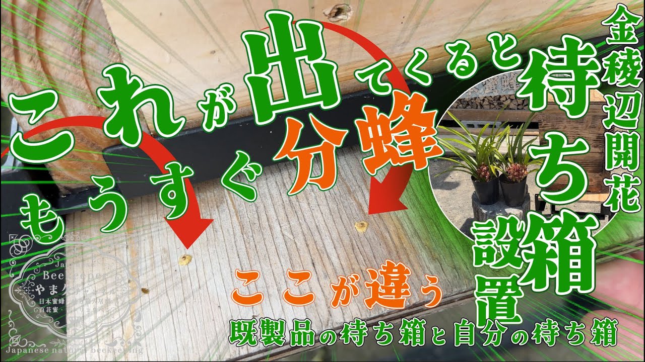 これが出るともうすぐ分蜂！ 既製品の待ち箱と自分の待ち箱 の違い