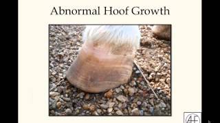 Webinar: Laminitis Lessons with Don Walsh, DVM