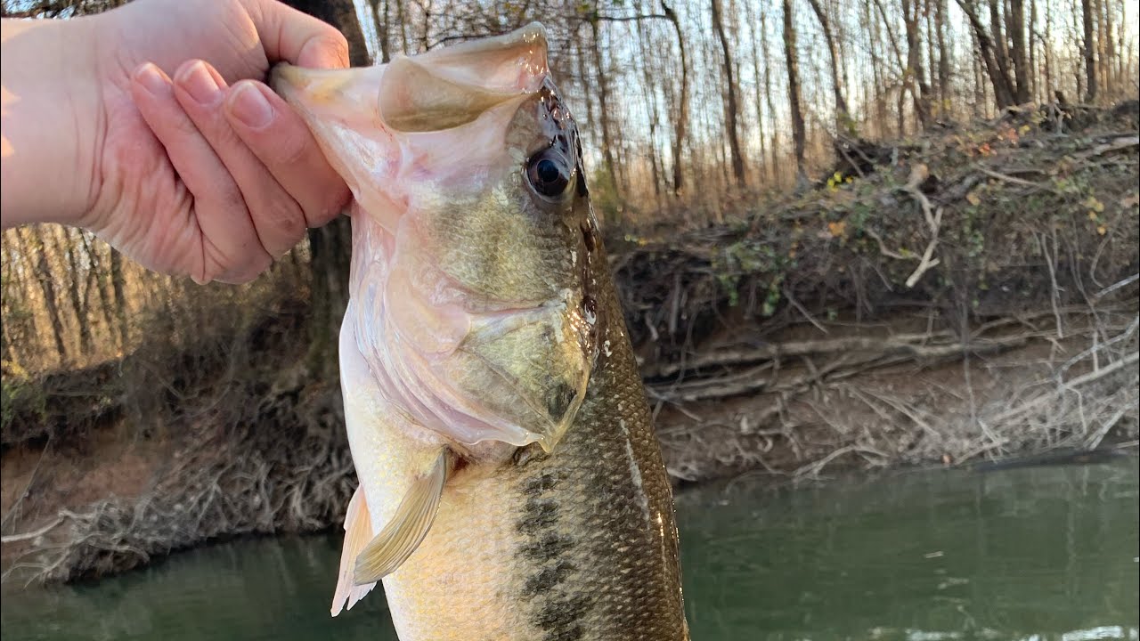 Flipping lay downs for HUGE creek bass