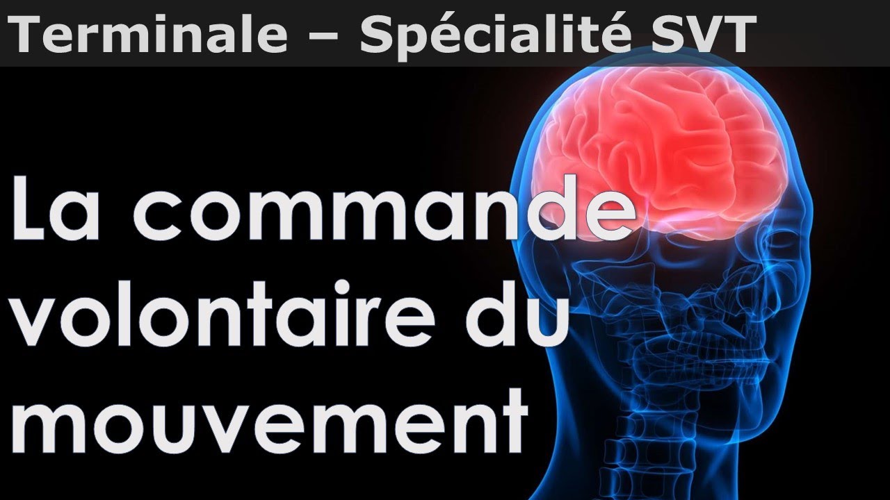 Commande volontaire du mouvement - SVT - Terminale - YouTube
