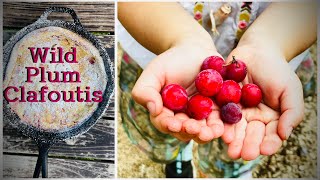We identify and collect WILD PLUMS and made an easy clafoutis with them.