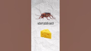 Gián Sống Trong Lỗ Tai Của Bạn | Điều Thú Vị Có Thể Bạn Chưa Biết | Davo