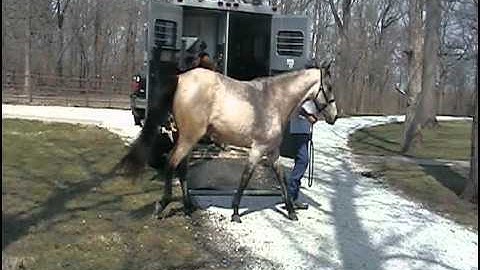 Missouri Fox Trotter For Sale: Loading/unloading , bridling and walking to corral